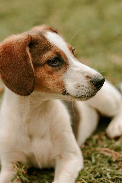 eduquer son chiot pas à pas sur bordeaux et biganos en gironde